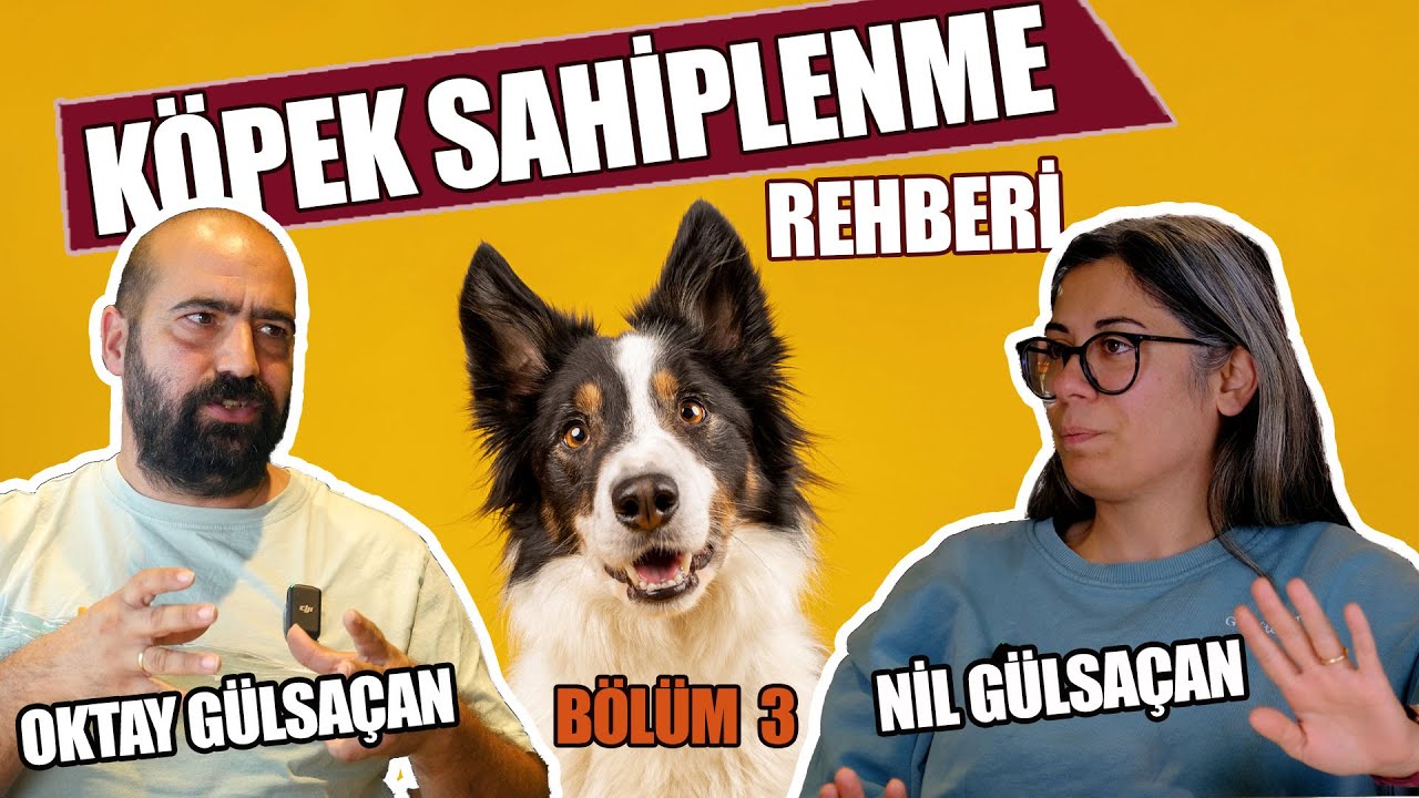 Köpek Sahiplenme Rehberi | Bölüm 3 - Köpeği Aldık… Şimdi Ne Yapacağız?