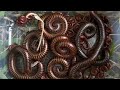 Catching Giant Millipedes in My Backyard Coconut Garden!
