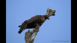 Oriental Honey Buzzard call
