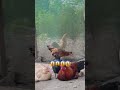 KAÇAK AŞK Mİ O??😱😱😱#keşfet#shorts#chicken#gurktavuk