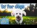 [No Ads] TV for Dogs! Foggy Walk Virtual Adventures!