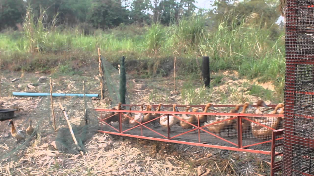 Azolla Duck Rice ผู้ใหญ่ปรีชา ขันธวุธ-3 - YouTube