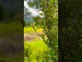 short video | paddy field |#nature #clam #relaxing #relax #nature #environment #viralshorts