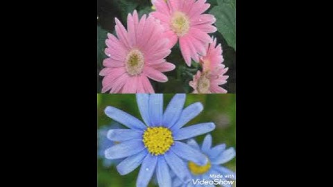 pink flowers vs blue flowers # YouTube shorts