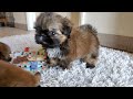 7 weeks update  cute shih tzu puppies