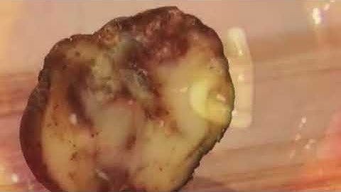 Pest Risk Analysis and Invasive Species (English )