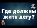 Где должны жить дегу/Как выбрать жилье для дегу?