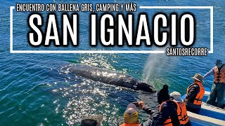 ENCUENTRO con BALLENA GRIS en LAGUNA DE SAN IGNACIO, Baja California Sur 2022. Costos