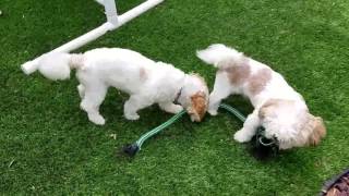 Shih tzu s adoption