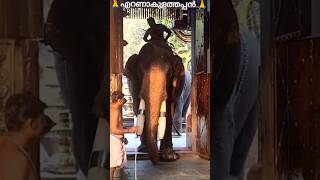 finding Peace #youtubeshorts #temple #ernakulathappan #mahadev #shivshambhoo #elephant #peaceful