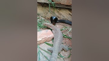 snake vs moniter lizard in the yard behind the house । #snake  #shorts #birds