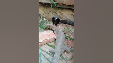 snake vs moniter lizard in the yard behind the house । #snake  #shorts #birds
