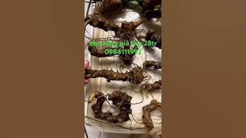 Lô #sâm_lai_châu_rừng xuống núi #sâm_ngọc_linh #sâm_lai_châu_rừng #sâm_ngọc_linh_rừng