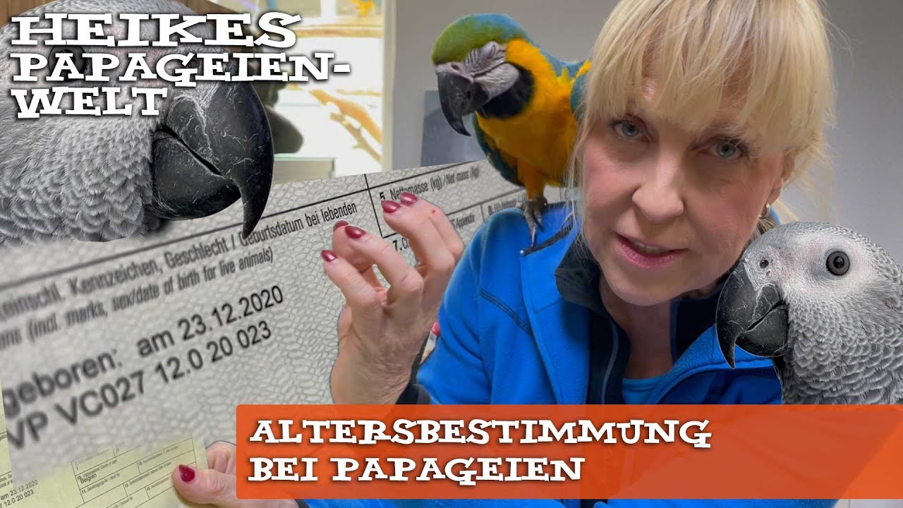 Altersbestimmung bei Papageien