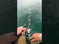 春の地磯でエギングしたら連続でアオリイカが釣れました #shorts #エギング #釣り