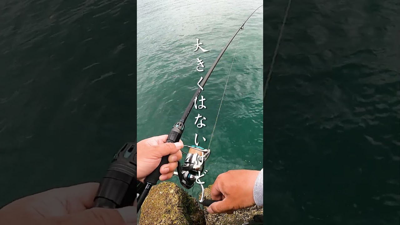 春の地磯でエギングしたら連続でアオリイカが釣れました #shorts #エギング #釣り