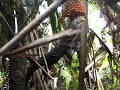 Varanus olivaceus feeding on Pandanus fruits