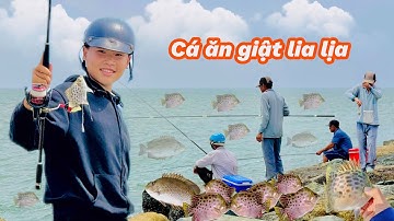Câu Cá Nâu Ở Biển Lagi Bằng Mồi Đặc Biệt | Cá Ăn Mạnh Giật Lia Lịa