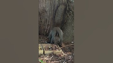 A squirrel boy came down from the tree and was the first to take a walnut.