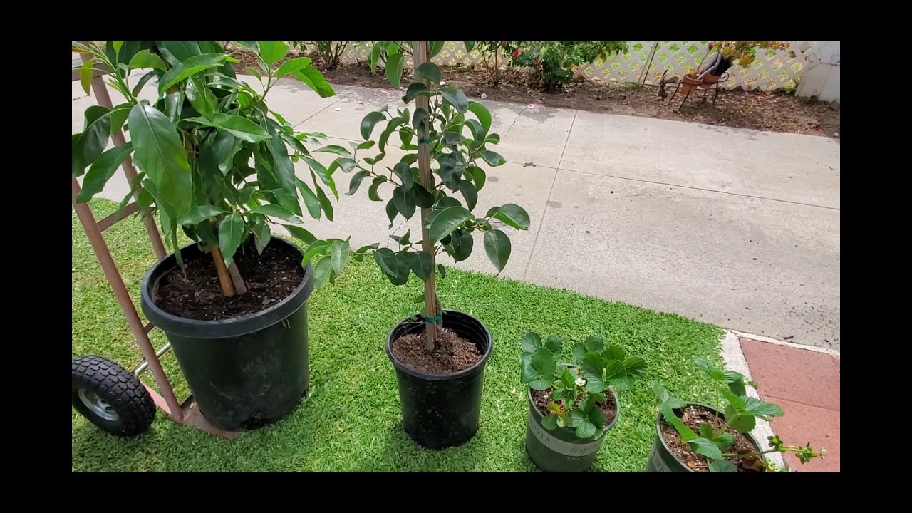 My FRUIT TREES HAUL! Little Cado Avocado, Asian Pear Tree and Strawberries