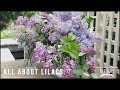 The Dirt: Lilacs | The Dirt | Better Homes &amp; Gardens