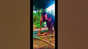 Flute Music Song Love Viralvideo Elephant Foryou Travel 