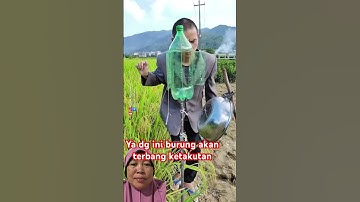Alat pengusir burung hama padi #kreatif