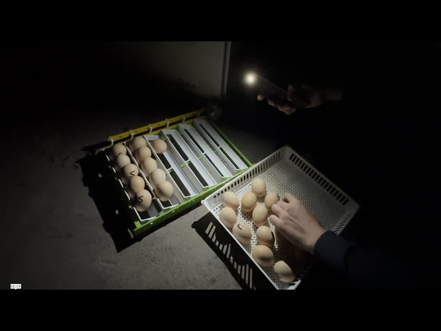 Mushukcha ayolning kokragini soradi Mushukcha ayolning kokragini soradi