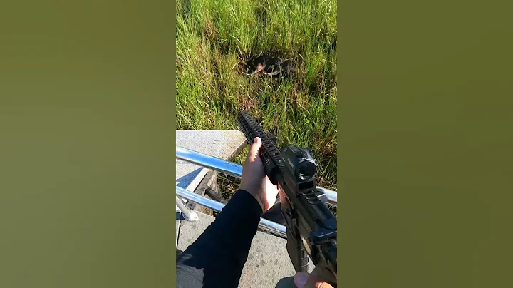 Hog Hunt in Okeechobee Florida #hunting #hoghunt #hunting #swamp #youtubeshorts