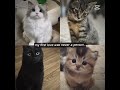 My first love was never a person. #cat #catlovers#edits #theneighbourhood #kitten #cute
