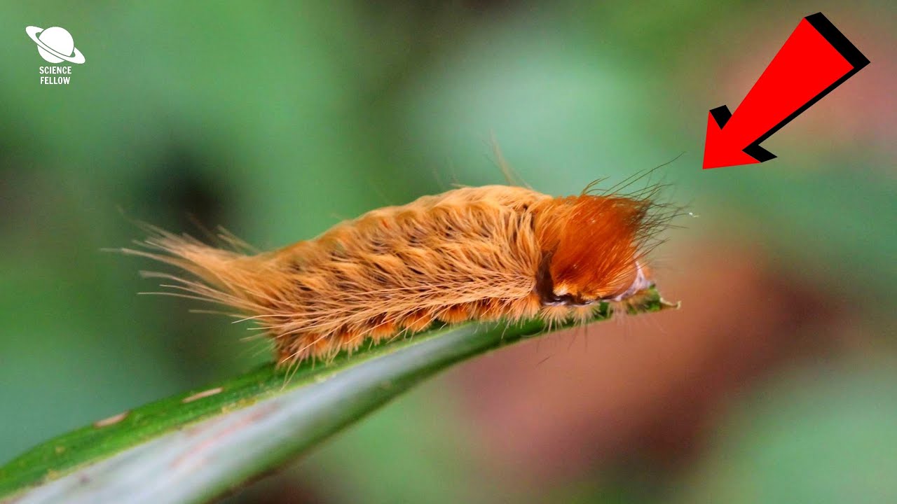 This Venomous Puss Caterpillar is Invading Virginia YouTube