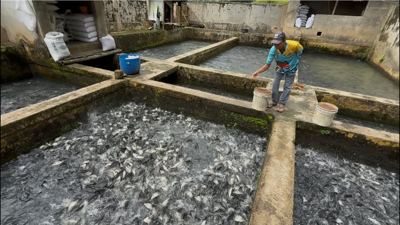 Кормить золотых рыбок перед сбором урожая — это так весело!