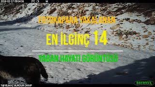 Fotokapana Yakalanan En İlgi̇nç Görüntüler