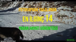 FOTOKAPANA YAKALANAN EN İLGİNÇ GÖRÜNTÜLER