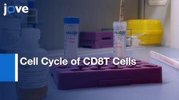 FC based Assay to Analyse Cell Cycle of Antigen Specific CD8T Cells | Protocol Preview