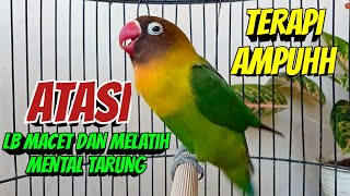 Suara Burung Lovebird Ngekek Panjang, TERAPI AMPUH Atasi LB Macet dan Melatih Mental TARUNG