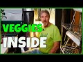 Harvesting in a Grow Tent (Spider Farmer SF1000 Grow Tent Kit)