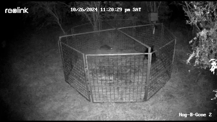 240 total Wild Hog catches of 2024 using cellular activated hog traps