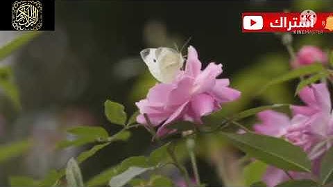هشام الهراز سورة مريم المصحف المرتل elherraz hicham Surah MARYAM