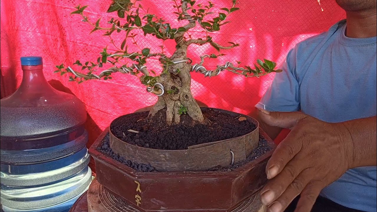 cek harga bonsai di obral tempat pak junet wa 085335392844 - YouTube