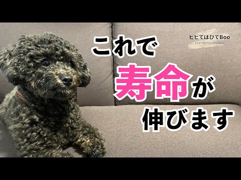必ず知って欲しい愛犬との長生きするポイントをまとめてみました【黒トイプードル】