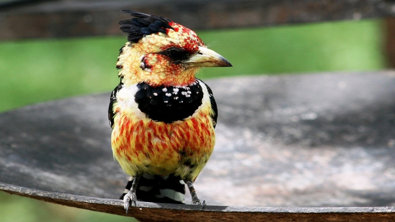 10 Beautiful Moment Of Crested Barbet | New(HD) 