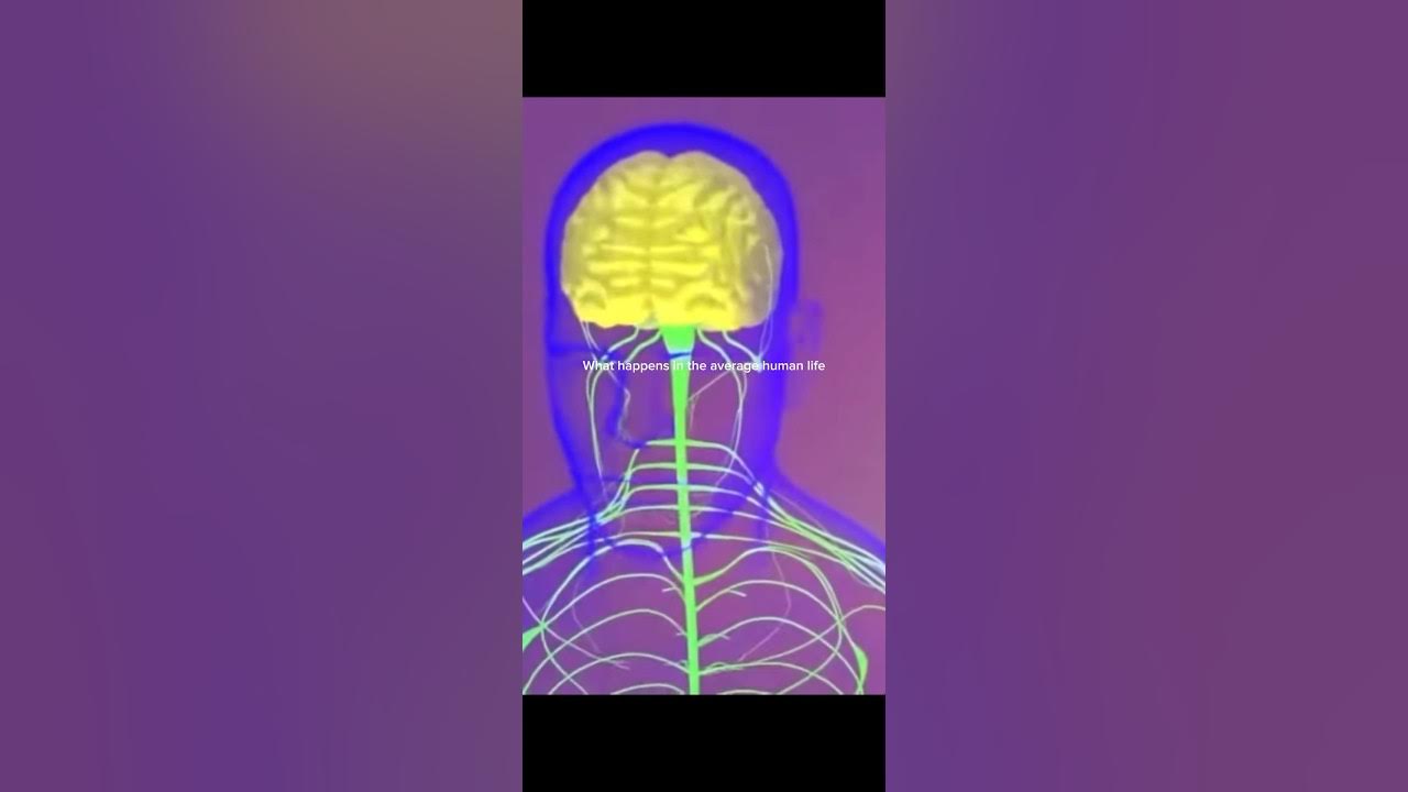 What Happens In The Average Human Life funfacts viral YouTube what-happens-in-the-average-human-life-funfacts-viral-youtube