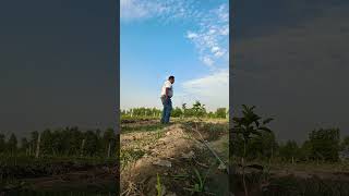Smart Farming in Advance Taiwan Pink Guava 🍐🌱🚜 #farming #highlightsシ゚
