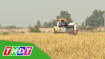 Nông nghiệp bền vững nhìn từ mô hình Lúa - Vịt - Cá | THDT