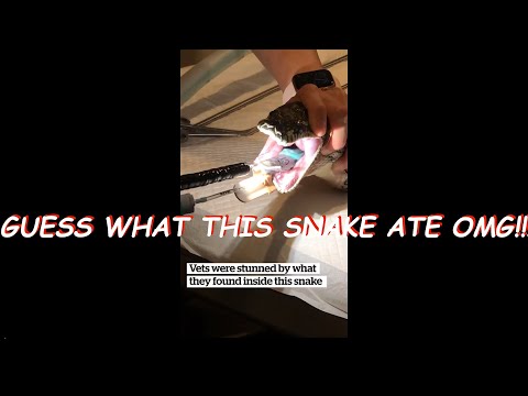 Snake eats ELECTRIC BLANKET. Pet rescue.