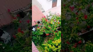 Gulamın Tışkı Naxwazım