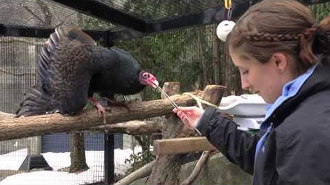 Stan Turning Around on Cue and Targeting