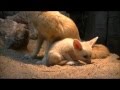 Fennec fox baby&#39;s @Artis