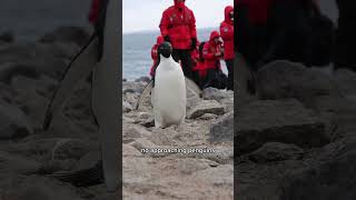 ❄️ Did you know these facts about polar cruises? Most people don’t. @poseidonexpeditions